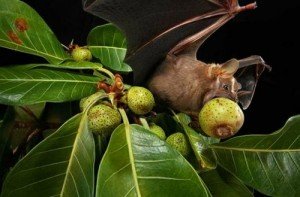 Morcegos frutíferos | Sampex Dedetizadora