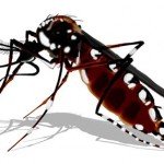 Mosquito da Dengue e Febre Chikungunya Aedes aegypt